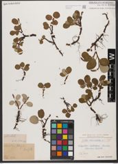 Foto von Salix reticulata L.